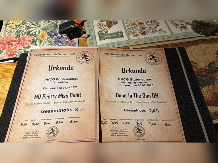 American Quarter Horse Giumenta Puledri (03/2025) 150 cm Baio in Kindelbrück American Quarter Horse Giumenta Puledri (03/2025) 150 cm Baio in Kindelbrück