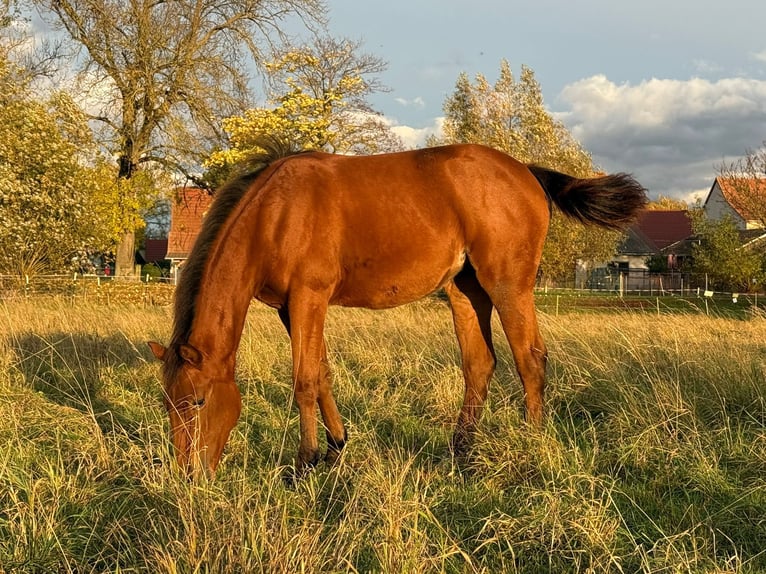 American Quarter Horse Giumenta Puledri (03/2025) 150 cm Baio in Kindelbrük