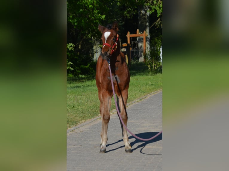 American Quarter Horse Giumenta Puledri (04/2024) 150 cm Baio in Wusterhausen (Dosse)