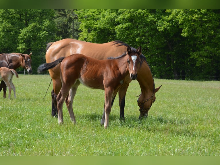 American Quarter Horse Giumenta Puledri (04/2024) 150 cm Baio in Wusterhausen (Dosse)