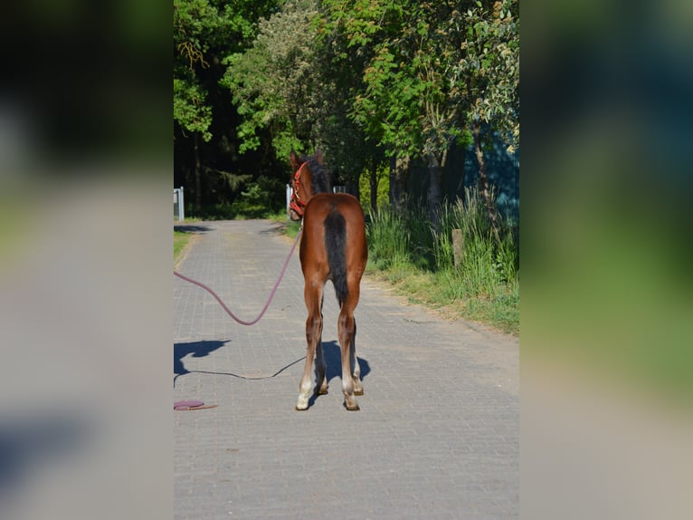 American Quarter Horse Giumenta Puledri (04/2024) 150 cm Baio in Wusterhausen (Dosse)