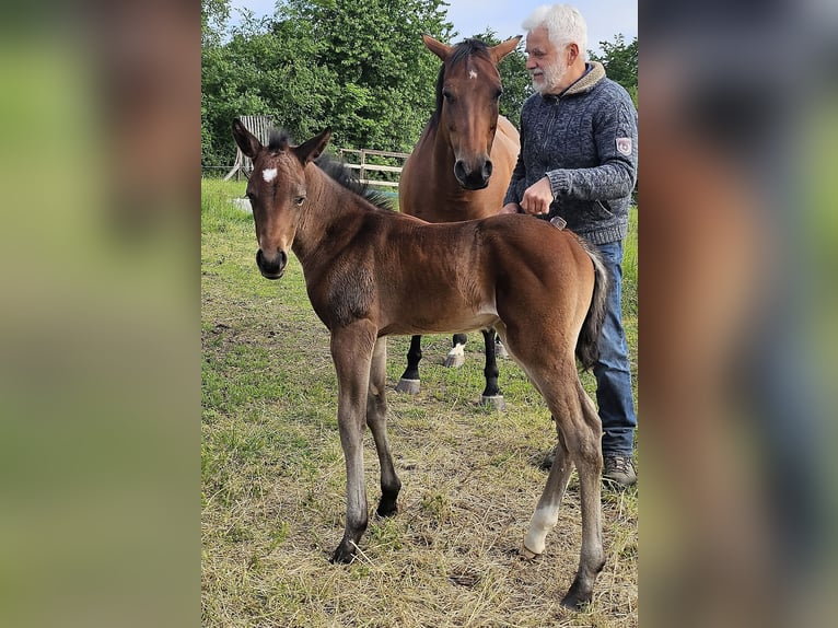 American Quarter Horse Giumenta Puledri (05/2025) 150 cm Baio in M&#xFC;glitztal