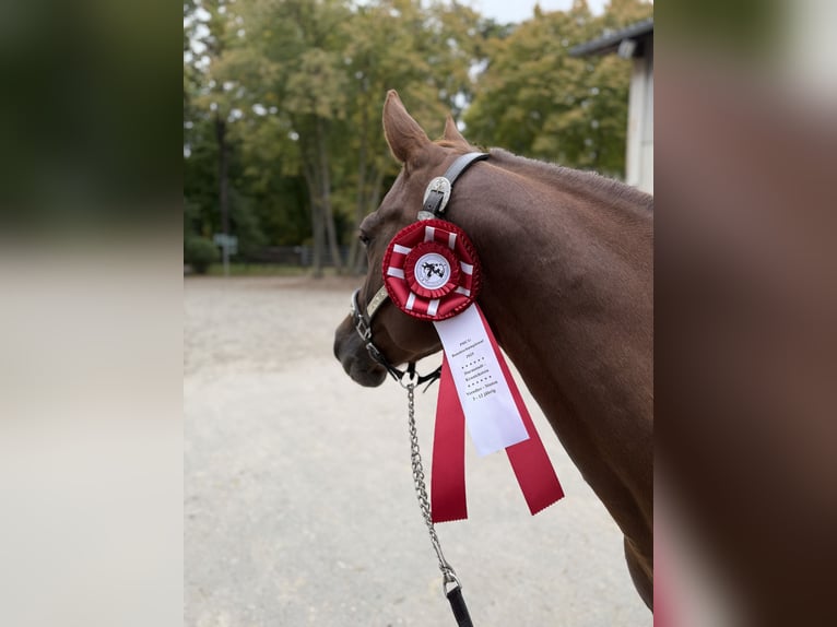 American Quarter Horse Giumenta Puledri (03/2025) 150 cm Baio in Kindelbr&#xFC;ck