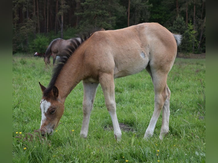 American Quarter Horse Giumenta  150 cm Baio roano in Neustadt Dosse