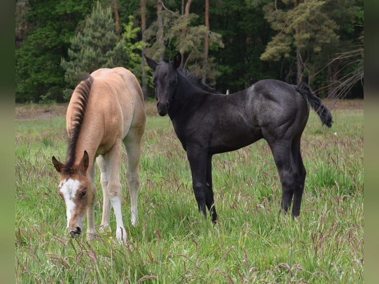 American Quarter Horse Giumenta  150 cm Baio roano in Neustadt Dosse