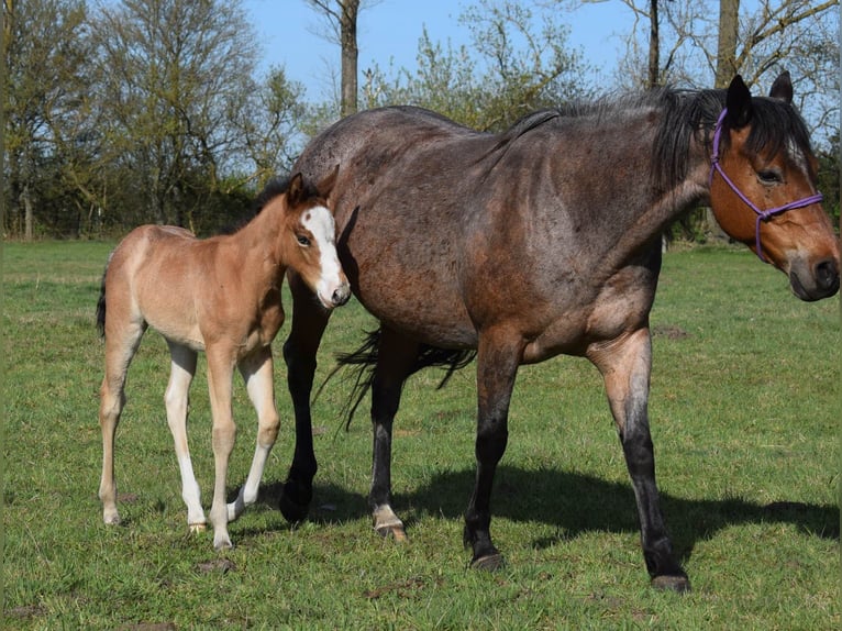 American Quarter Horse Giumenta  150 cm Baio roano in Neustadt Dosse