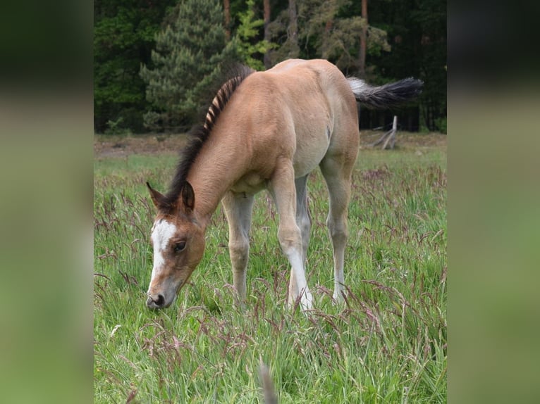 American Quarter Horse Giumenta  150 cm Baio roano in Neustadt Dosse