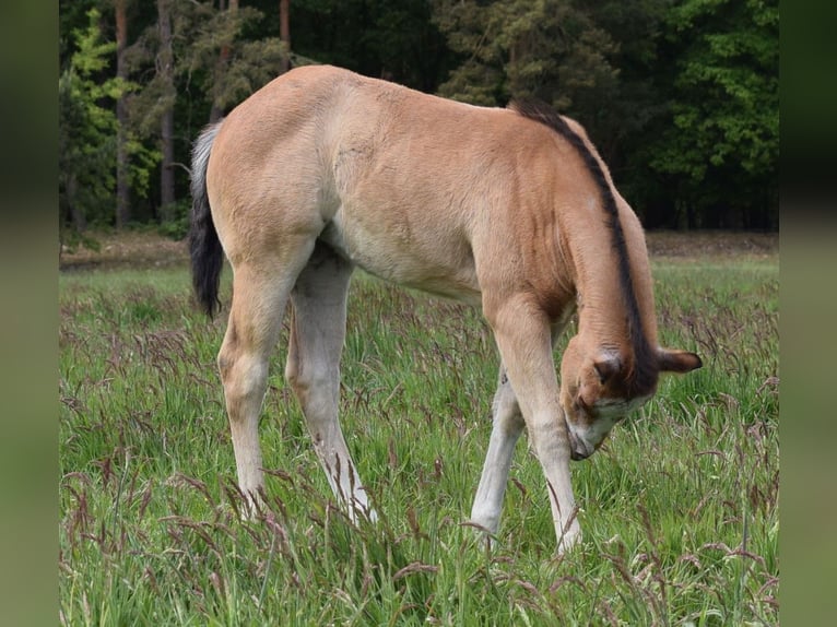 American Quarter Horse Giumenta  150 cm Baio roano in Neustadt Dosse