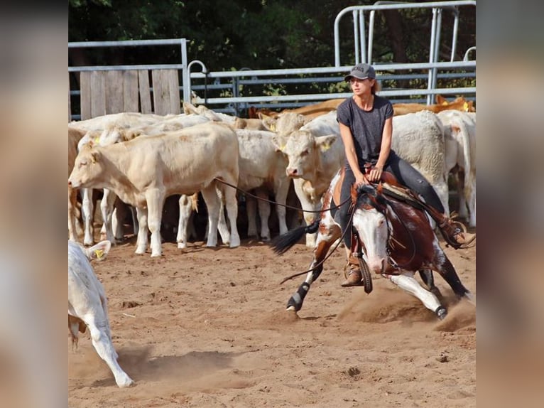 American Quarter Horse Giumenta  150 cm Baio roano in Neustadt Dosse