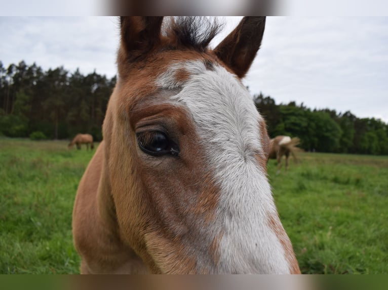 American Quarter Horse Giumenta  150 cm Baio roano in Neustadt Dosse