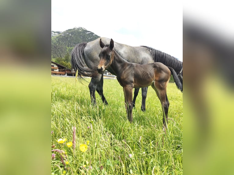 American Quarter Horse Giumenta Puledri (05/2024) 150 cm Baio scuro in Maurach