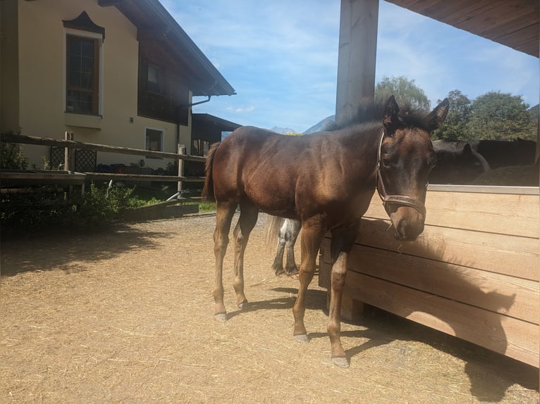 American Quarter Horse Giumenta Puledri (05/2024) 150 cm Baio scuro in Maurach