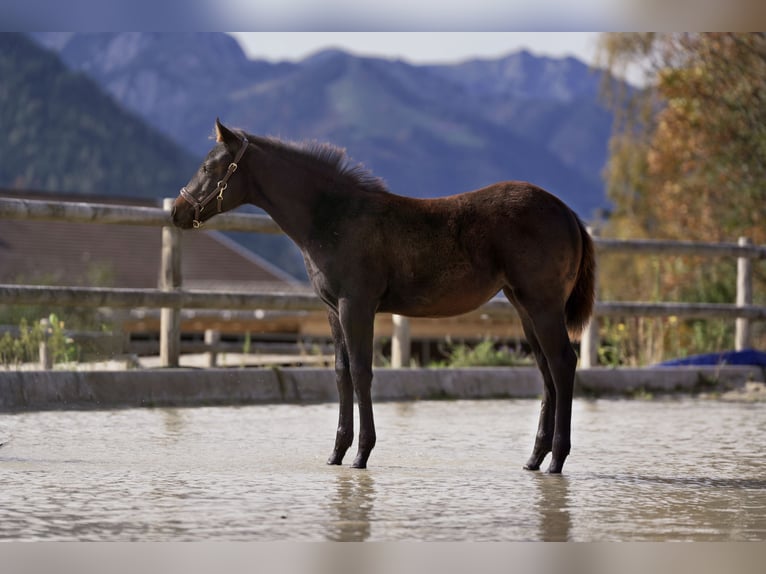 American Quarter Horse Giumenta Puledri (05/2024) 150 cm Baio scuro in Maurach