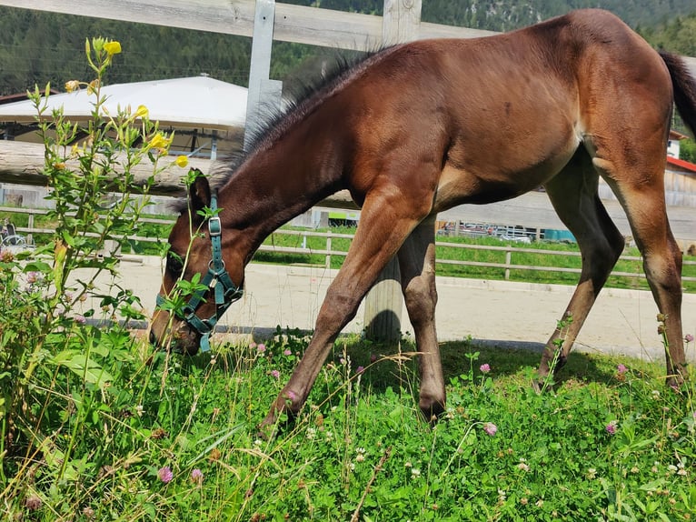 American Quarter Horse Giumenta Puledri (05/2024) 150 cm Baio scuro in Maurach