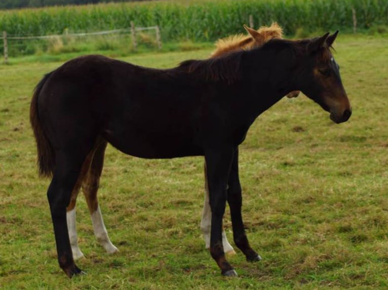 American Quarter Horse Giumenta Puledri (04/2025) 150 cm Baio scuro in Linsburg