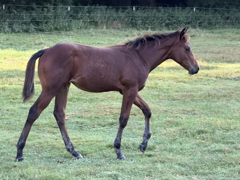American Quarter Horse Giumenta Puledri (04/2026) 150 cm Baio scuro in Krakow am See