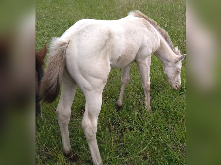 American Quarter Horse Giumenta Puledri (06/2024) 150 cm Champagne in Nossendorf