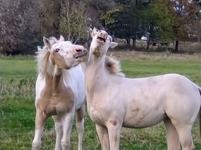 American Quarter Horse Giumenta Puledri (06/2024) 150 cm Champagne in Nossendorf