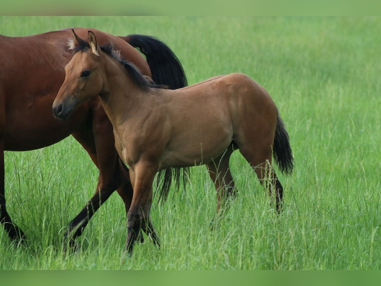 American Quarter Horse Giumenta Puledri (03/2024) 150 cm Falbo in Burgwindheim