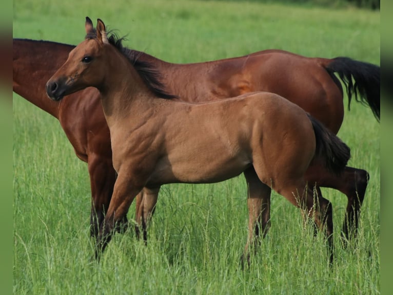 American Quarter Horse Giumenta Puledri (03/2024) 150 cm Falbo in Burgwindheim