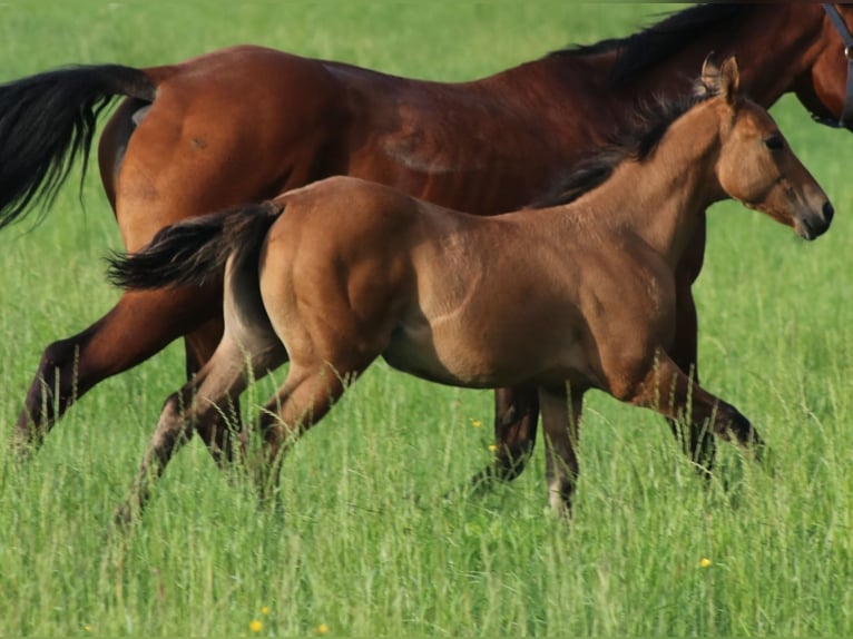 American Quarter Horse Giumenta Puledri (03/2024) 150 cm Falbo in Burgwindheim