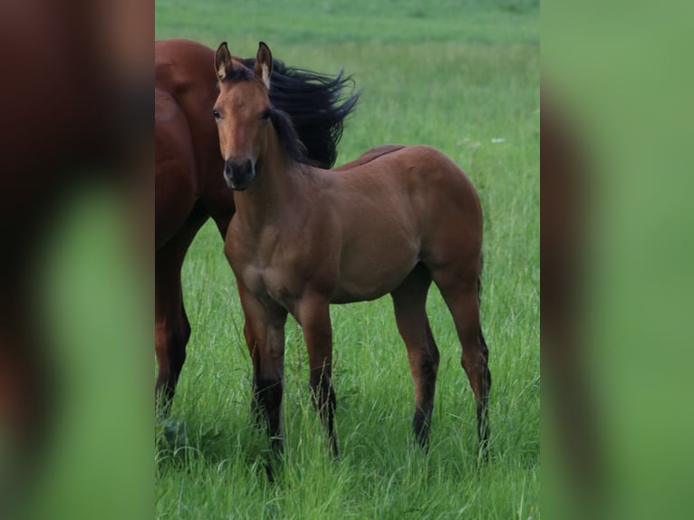 American Quarter Horse Giumenta Puledri (03/2024) 150 cm Falbo in Burgwindheim