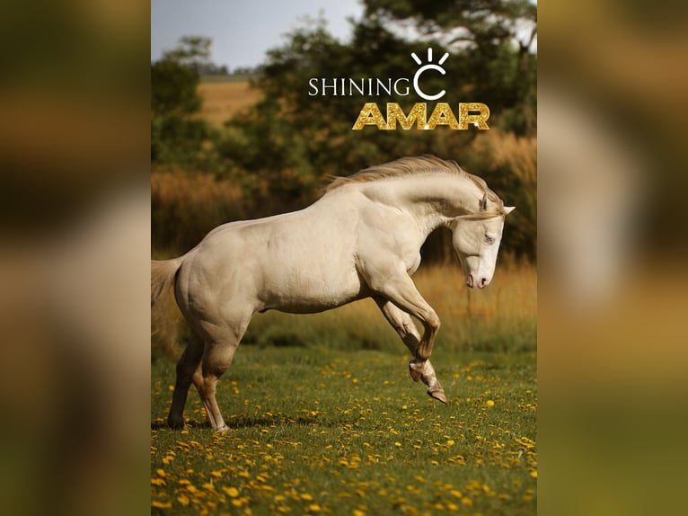 American Quarter Horse Giumenta Puledri (06/2025) 150 cm Grullo in Alt Duvenstedt