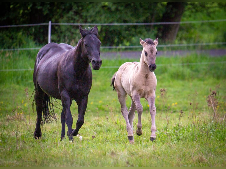 American Quarter Horse Giumenta Puledri (01/2026) 150 cm Grullo in HohendubrauQuitzdorf am See