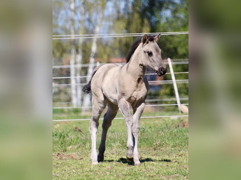 American Quarter Horse Giumenta Puledri (01/2026) 150 cm Grullo in HohendubrauQuitzdorf am See