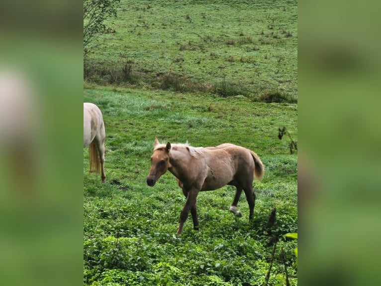 American Quarter Horse Giumenta Puledri (06/2024) 150 cm Palomino in Klingenberg am Main