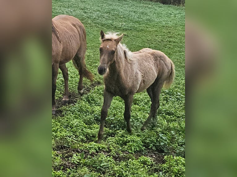 American Quarter Horse Giumenta Puledri (06/2024) 150 cm Palomino in Klingenberg am Main