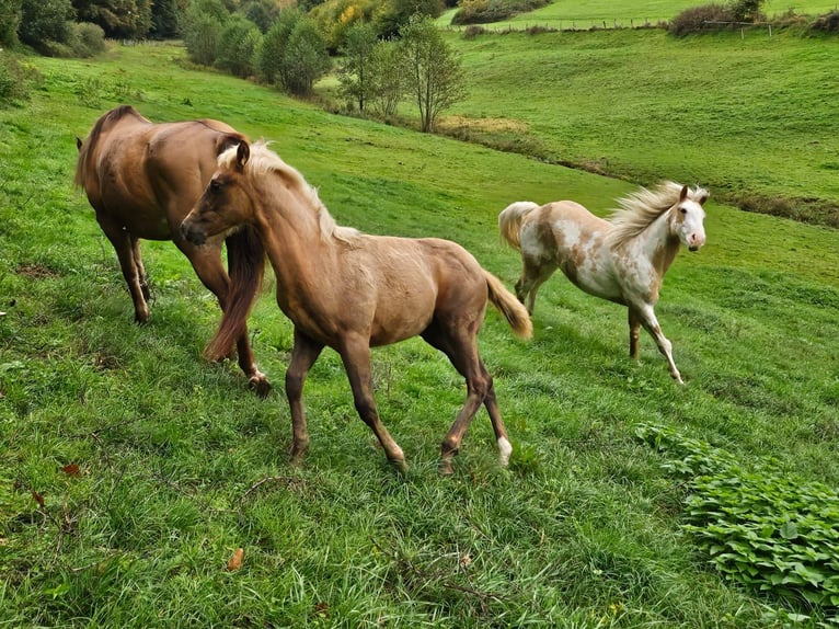 American Quarter Horse Giumenta Puledri (06/2024) 150 cm Palomino in Klingenberg am Main