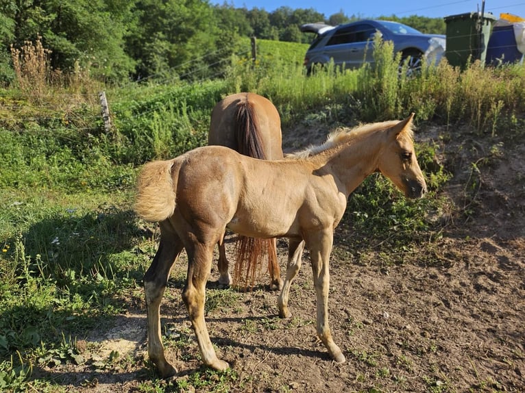 American Quarter Horse Giumenta Puledri (06/2024) 150 cm Palomino in Klingenberg am Main