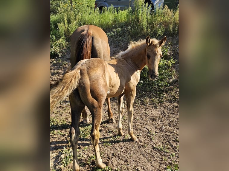 American Quarter Horse Giumenta Puledri (06/2024) 150 cm Palomino in Klingenberg am Main