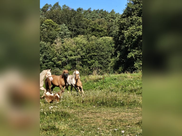 American Quarter Horse Giumenta Puledri (06/2024) 150 cm Palomino in Klingenberg am Main