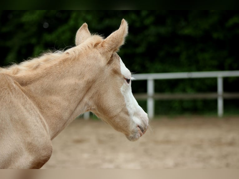 American Quarter Horse Giumenta Puledri (05/2026) 150 cm Palomino in Stade