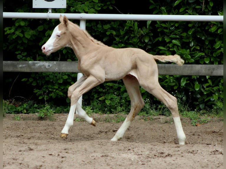 American Quarter Horse Giumenta Puledri (05/2026) 150 cm Palomino in Stade