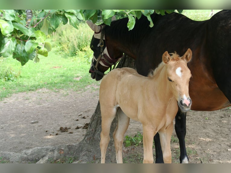 American Quarter Horse Giumenta Puledri (05/2026) 150 cm Palomino in Greiz