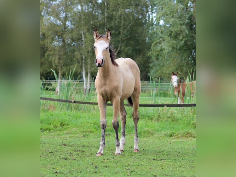 American Quarter Horse Giumenta Puledri
 (05/2024) 150 cm Pelle di daino in Stade