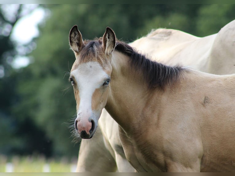 American Quarter Horse Giumenta Puledri (05/2024) 150 cm Pelle di daino in Stade