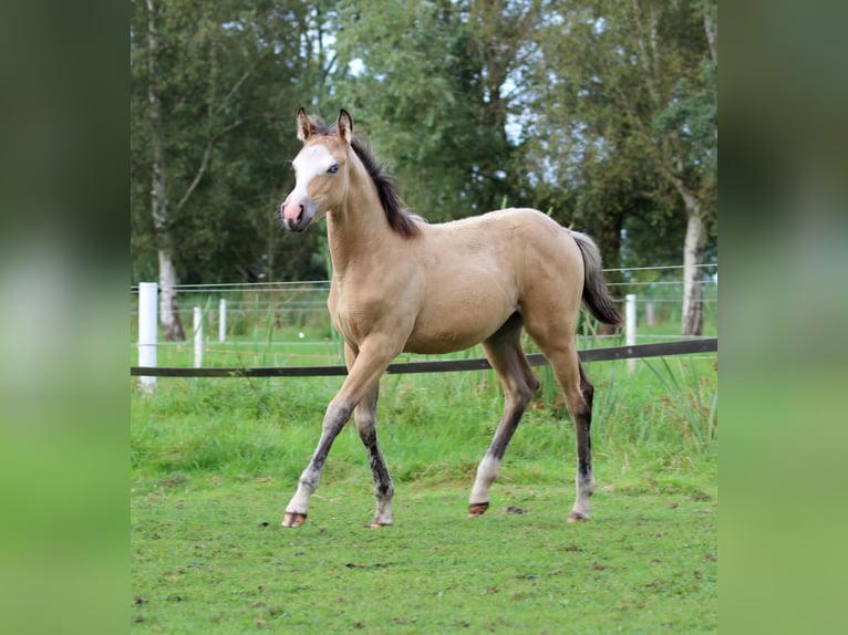 American Quarter Horse Giumenta Puledri
 (05/2024) 150 cm Pelle di daino in Stade