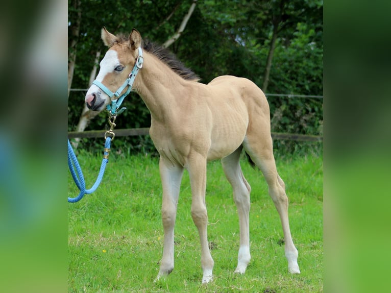 American Quarter Horse Giumenta Puledri
 (05/2024) 150 cm Pelle di daino in Stade