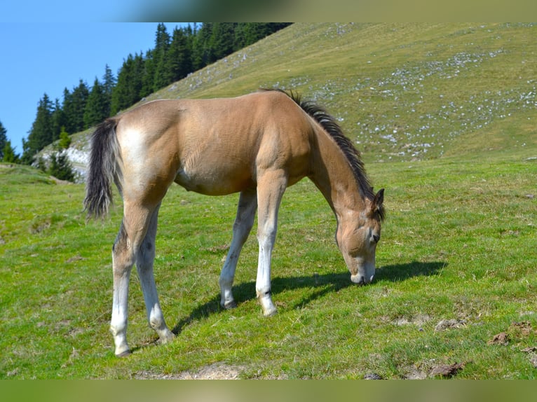 American Quarter Horse Giumenta Puledri (05/2026) 150 cm Pelle di daino in Thalgau