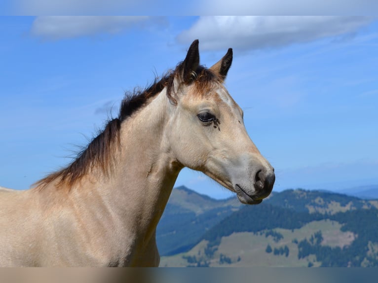 American Quarter Horse Giumenta Puledri (05/2026) 150 cm Pelle di daino in Thalgau