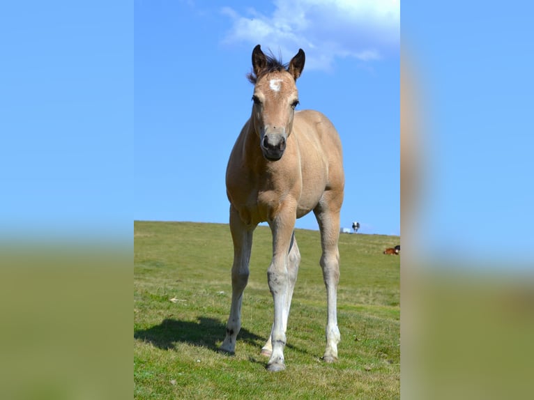 American Quarter Horse Giumenta Puledri (05/2026) 150 cm Pelle di daino in Thalgau