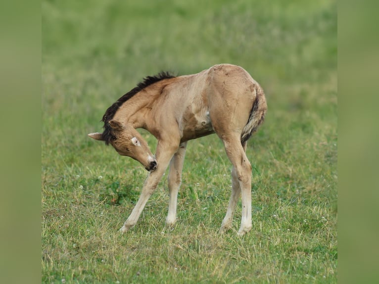 American Quarter Horse Giumenta  150 cm Pelle di daino in Waldshut-Tiengen