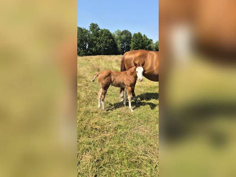 American Quarter Horse Giumenta Puledri (05/2026) 150 cm Red dun in Wietmarschen
