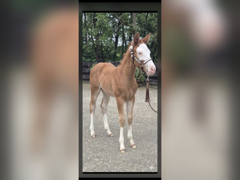 American Quarter Horse Giumenta Puledri (05/2026) 150 cm Red dun in Wietmarschen