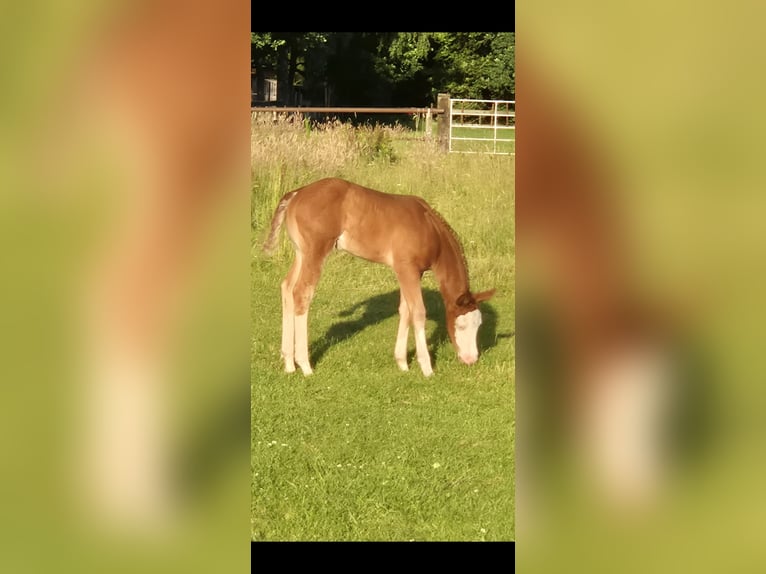 American Quarter Horse Giumenta Puledri (05/2026) 150 cm Red dun in Wietmarschen