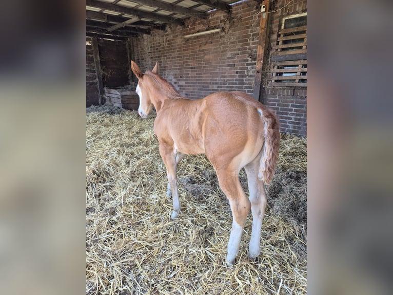 American Quarter Horse Giumenta Puledri (05/2026) 150 cm Red dun in Wietmarschen